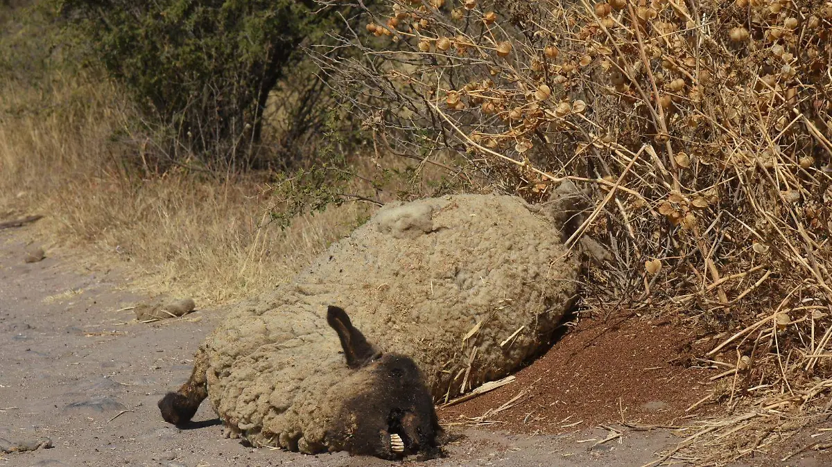 Sequía, ganado muerto