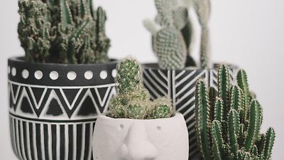 blumentopf für drachenbaum Dracaena Warneckei (Drachenbaum) kaufen? | Enzi main image 0