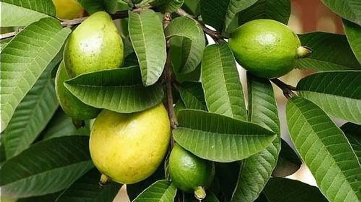 Hojas de guayaba