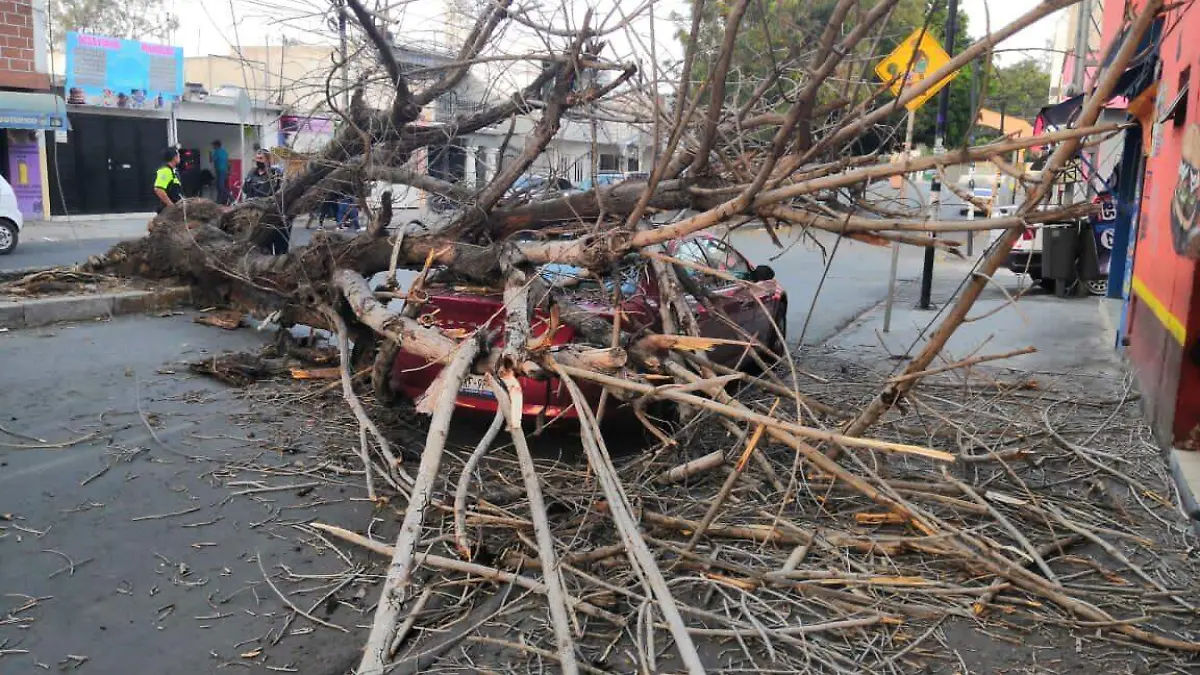 arbol cae sobre autovil