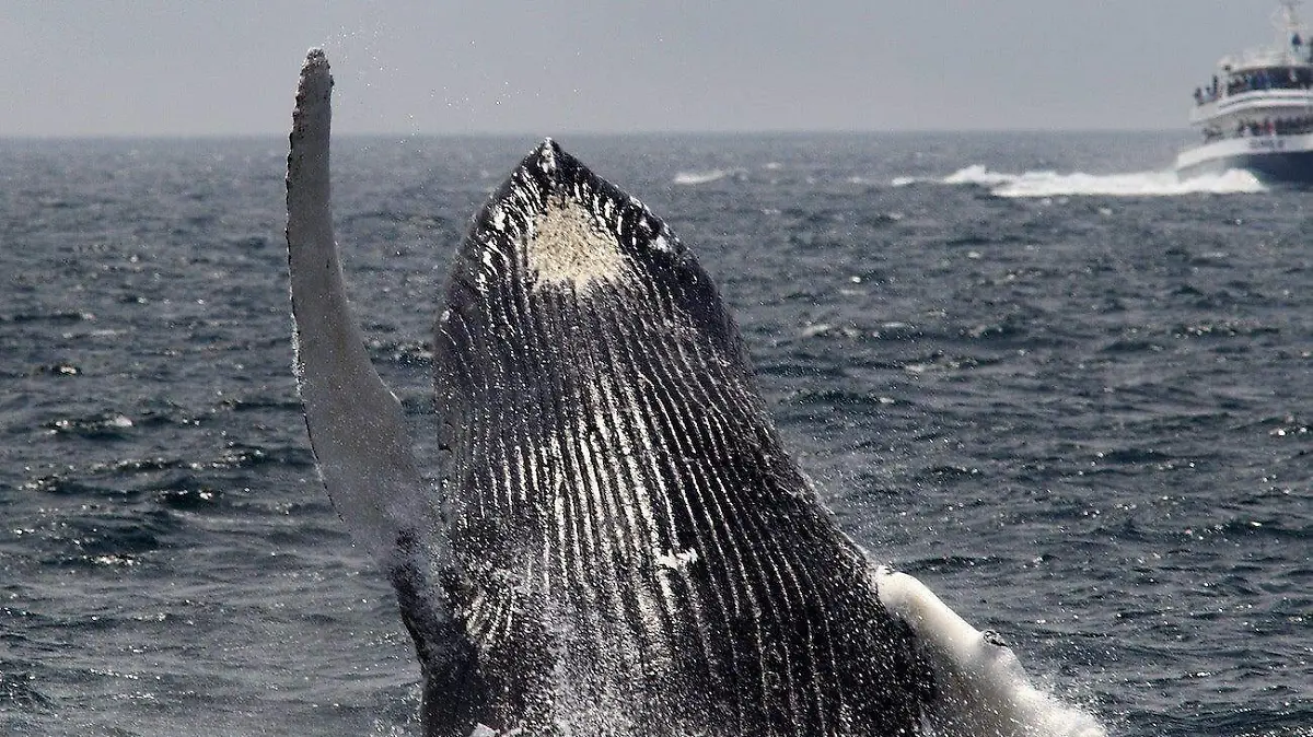 ballena se traga a pescador