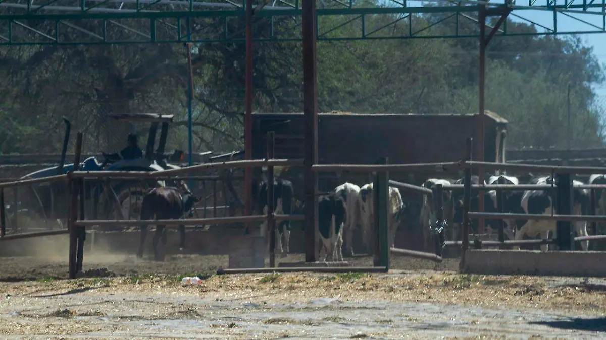 En varios ejidos de Pedro Escobedo hay producción lechera.  Foto César Ortiz.