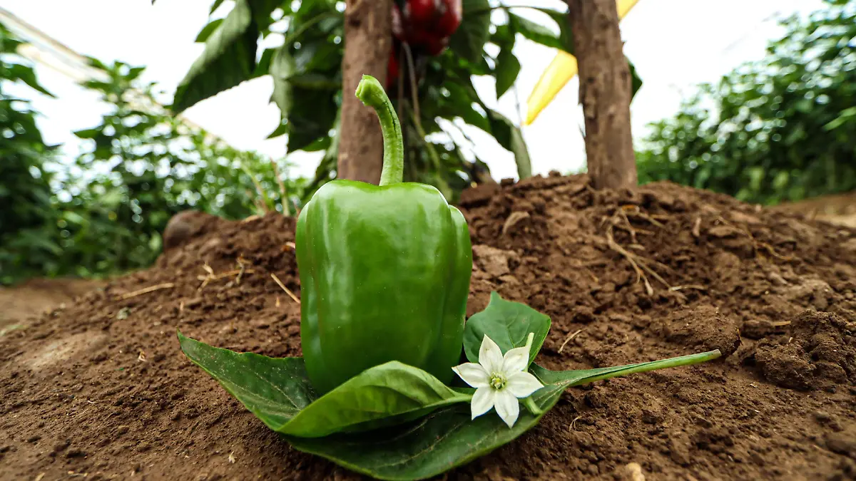 El pimiento morrón es un producto de especialidad el cual es más consumido en la zona norte del país y en Estados Unidos y Canadá