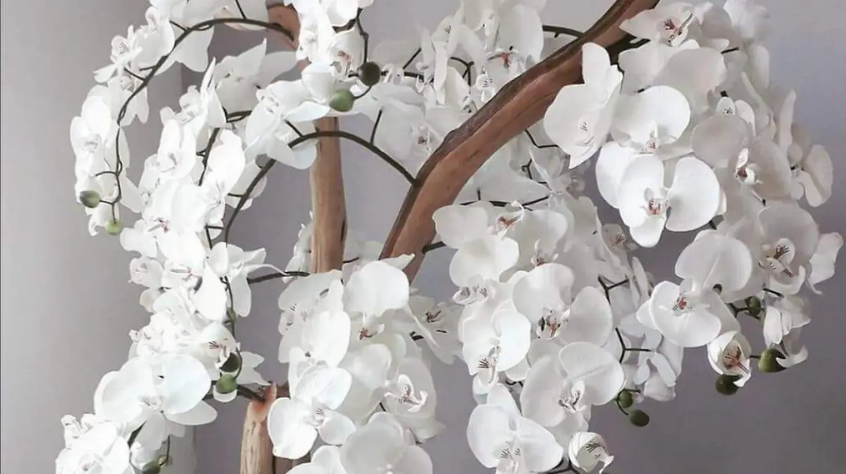 Orquideas 2