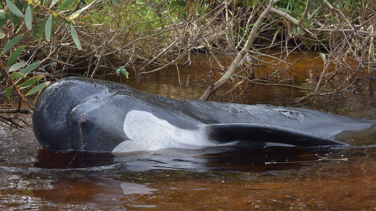 Ballenas varadas Australia.AFP