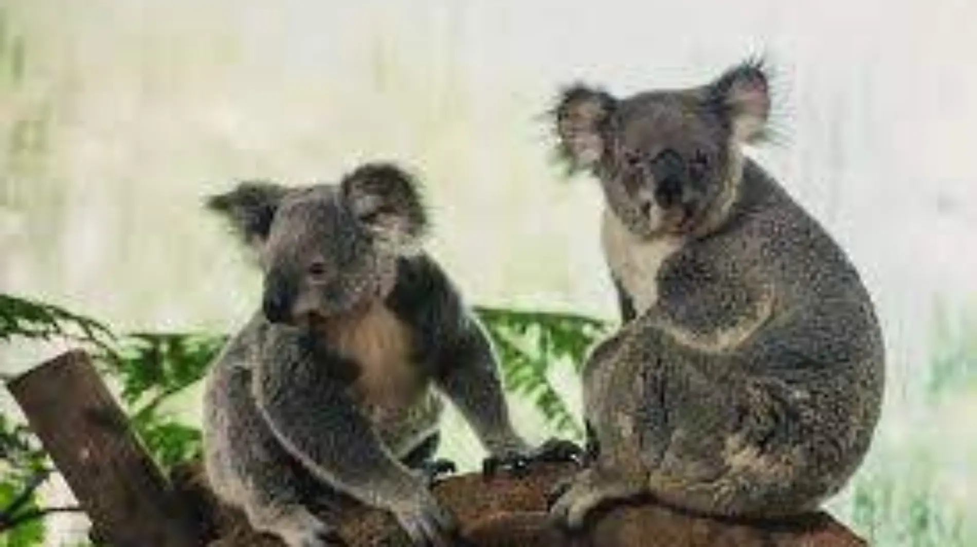 Koalas-EFE