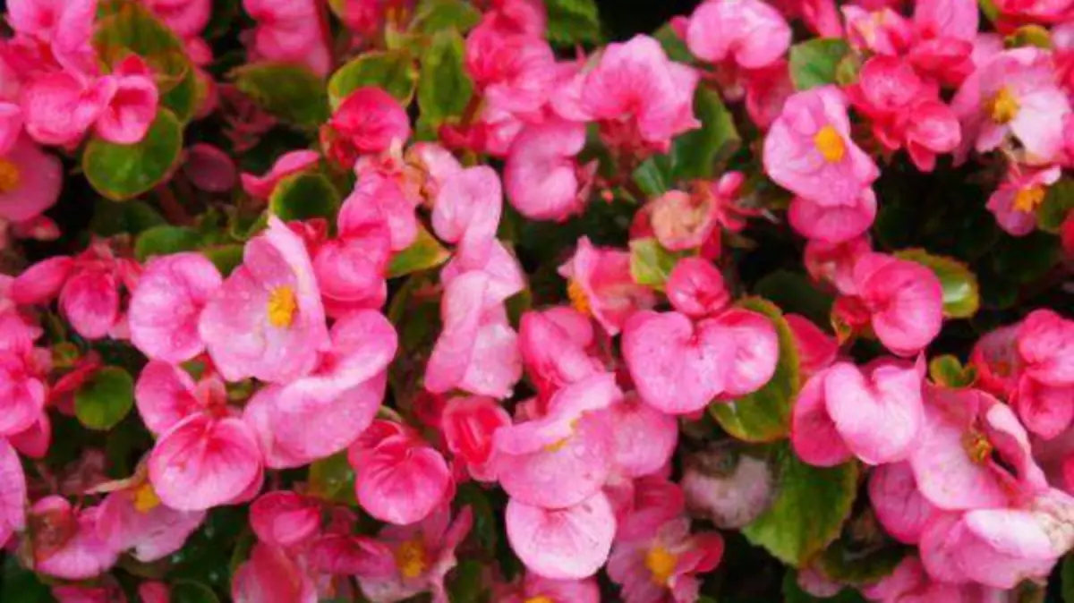 Begonia