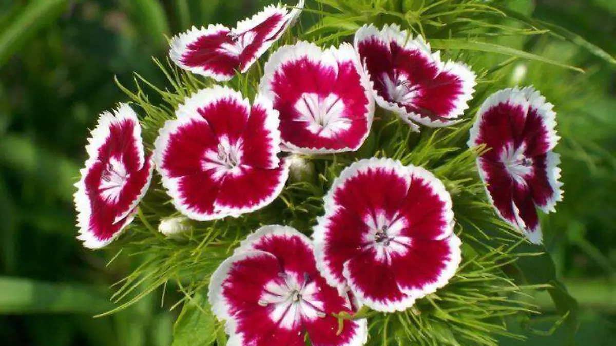 Calvelina