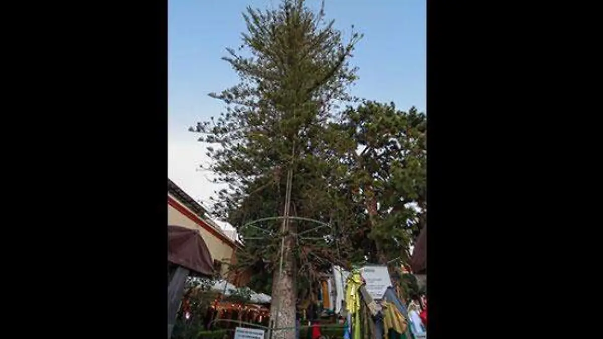 arbol-de-la-amistad