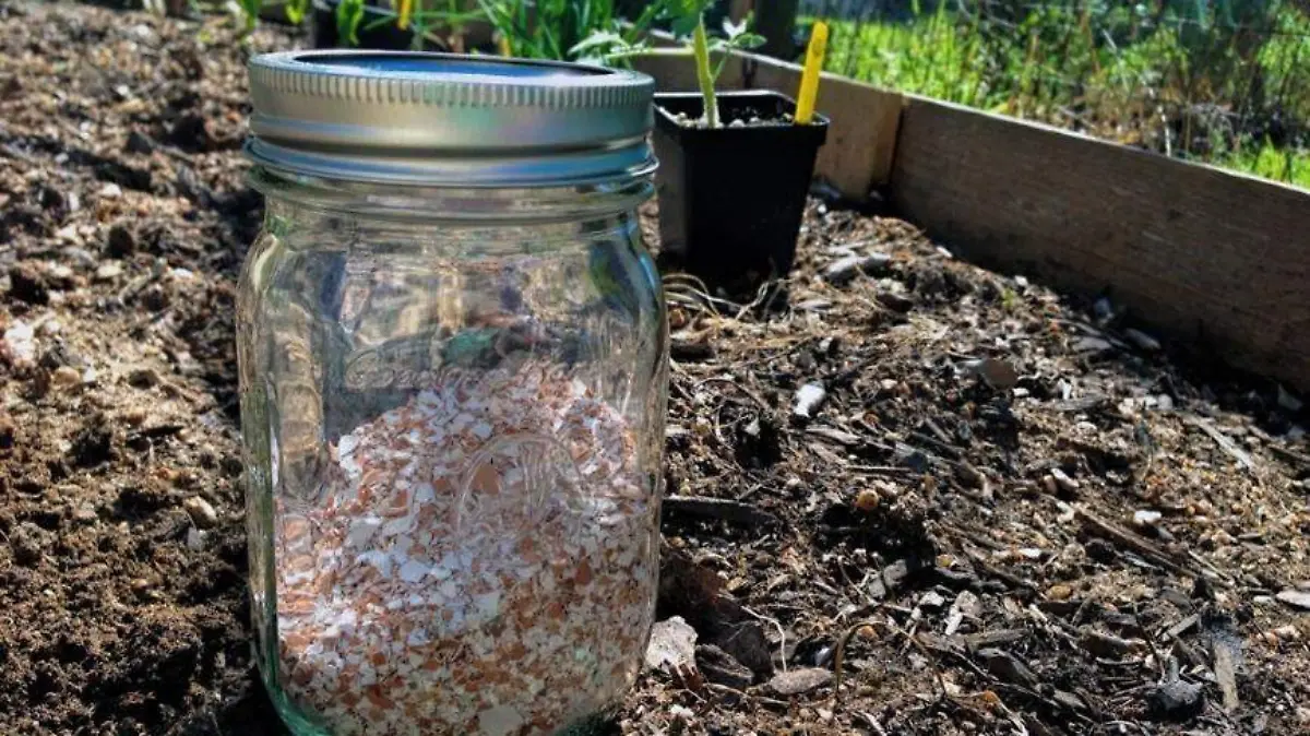 Image 2020-08-16 at 12.23.14 PM