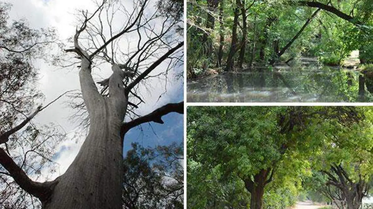 arboles