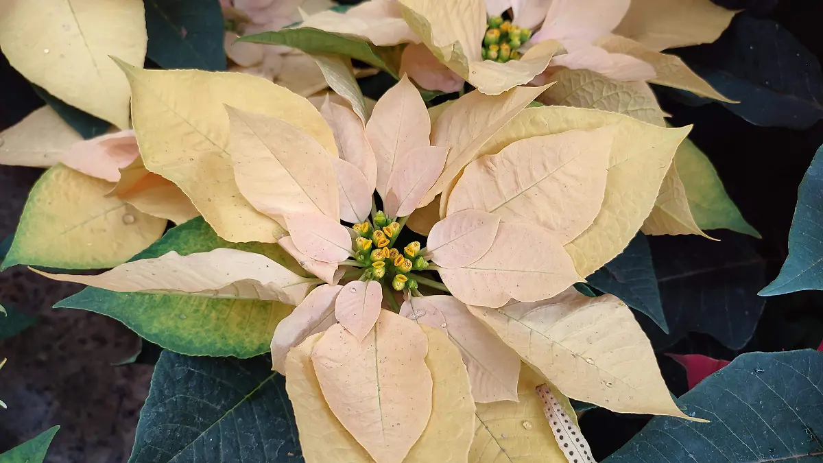 vivero 7