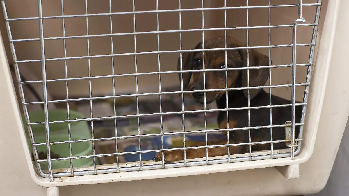 Llaman a la población a realizar las denuncias de maltrato, y que con ello se instale un órgano que indague sobre este tipo de situaciones.  Foto César Ortiz.