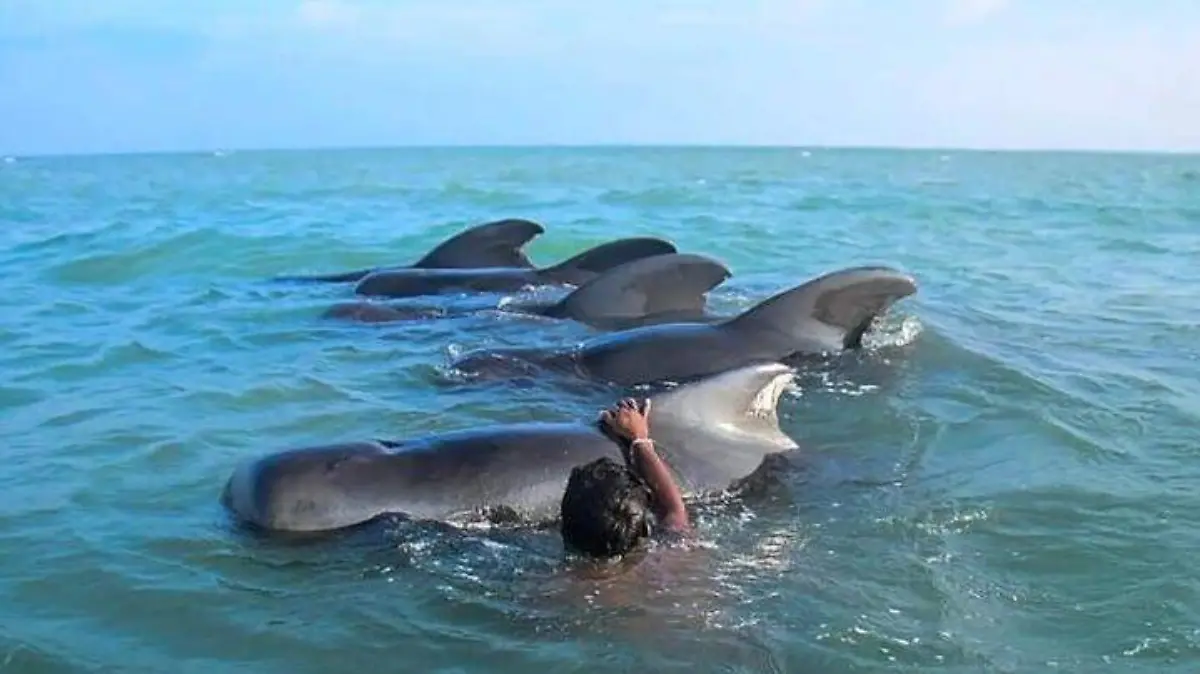 Ballenas-AFP