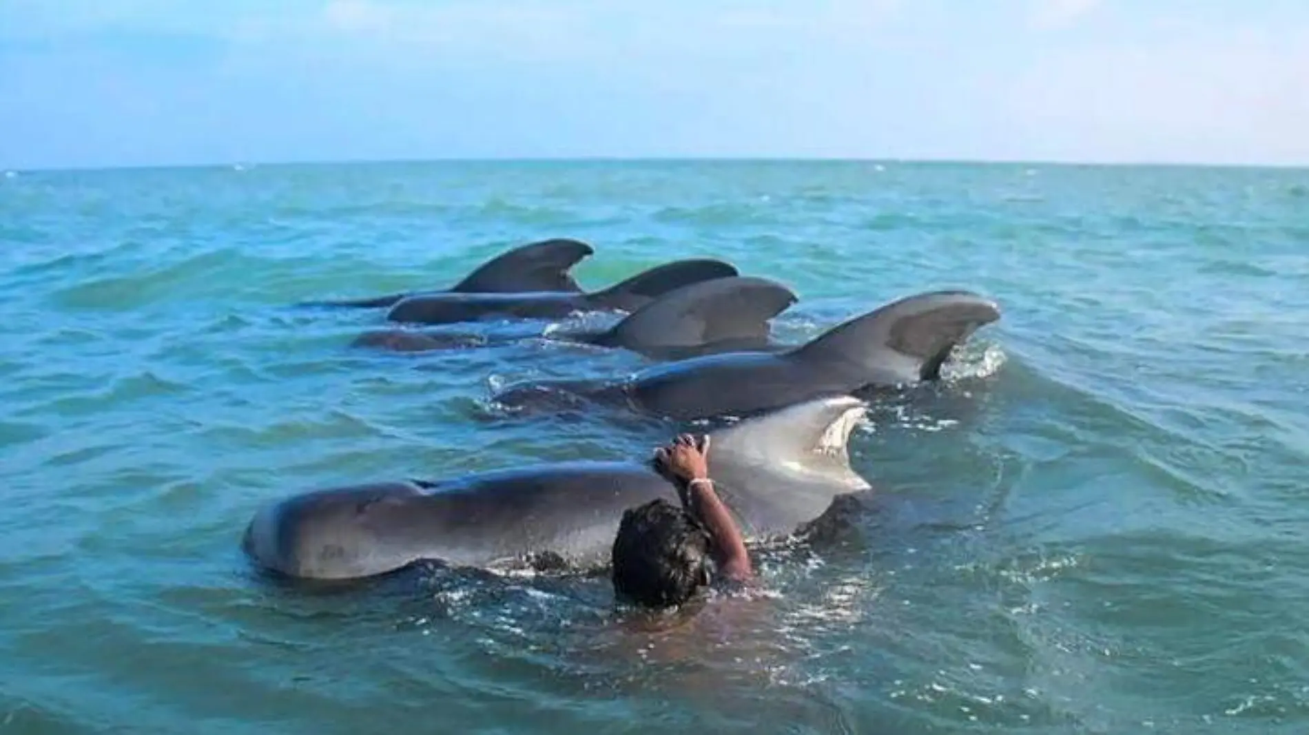 Ballenas-AFP