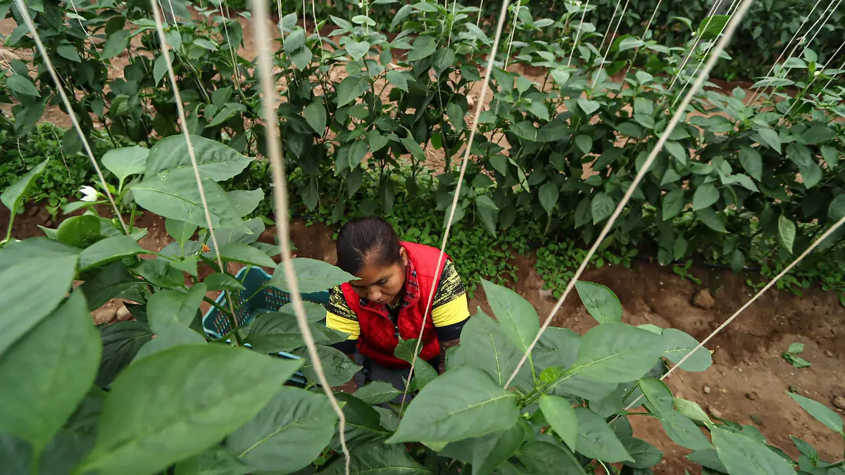 Ha logrado generar una importante fuente de empleo en el municipio de la Sierra Gorda