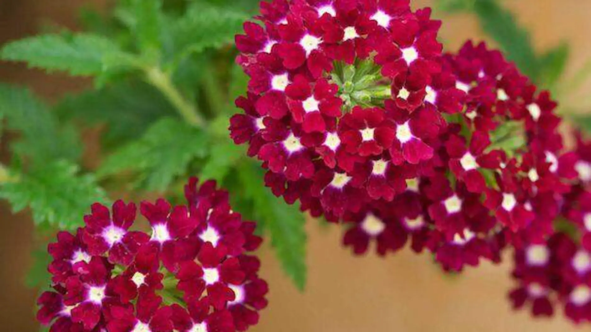 Verbena