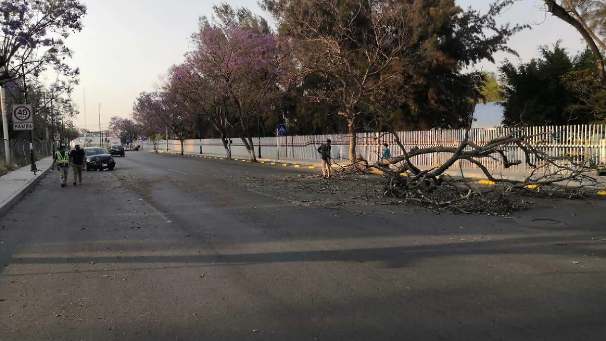 fuerte viento tira arbol