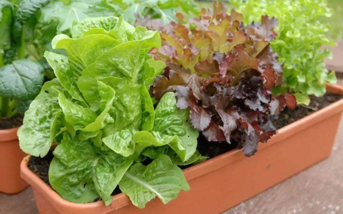 Vegetales 4