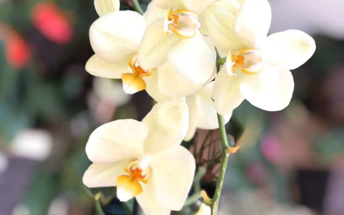 orquidea