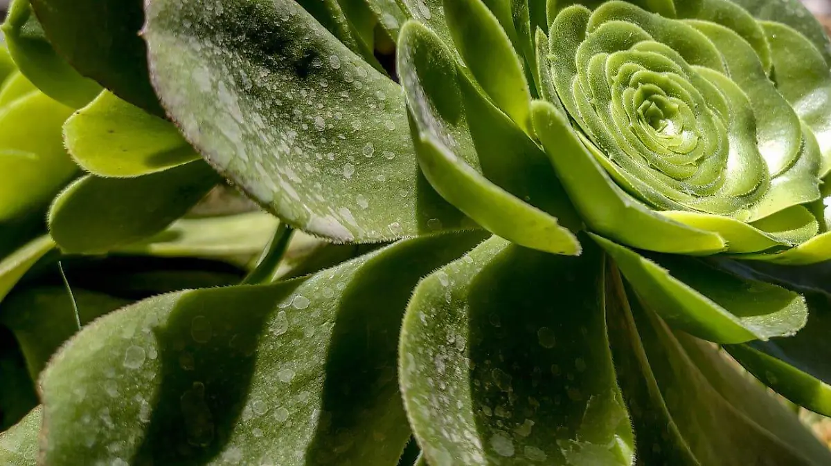 Plantas 2