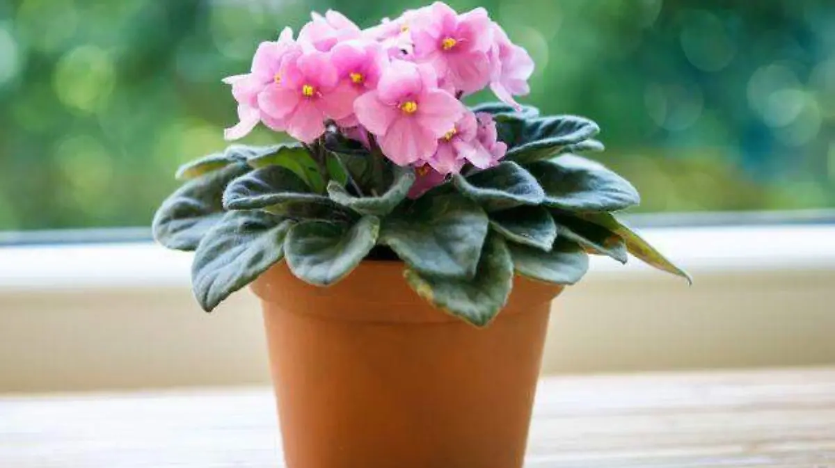 Violeta africana