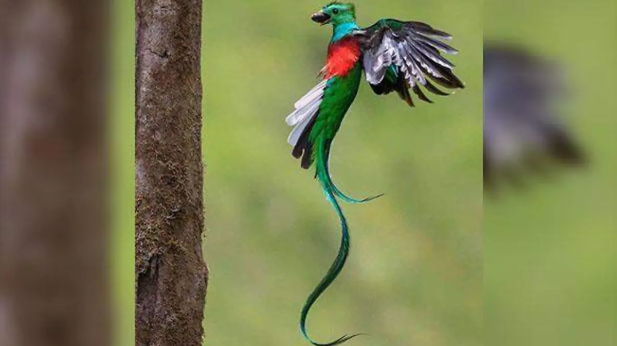 Quetzal 1
