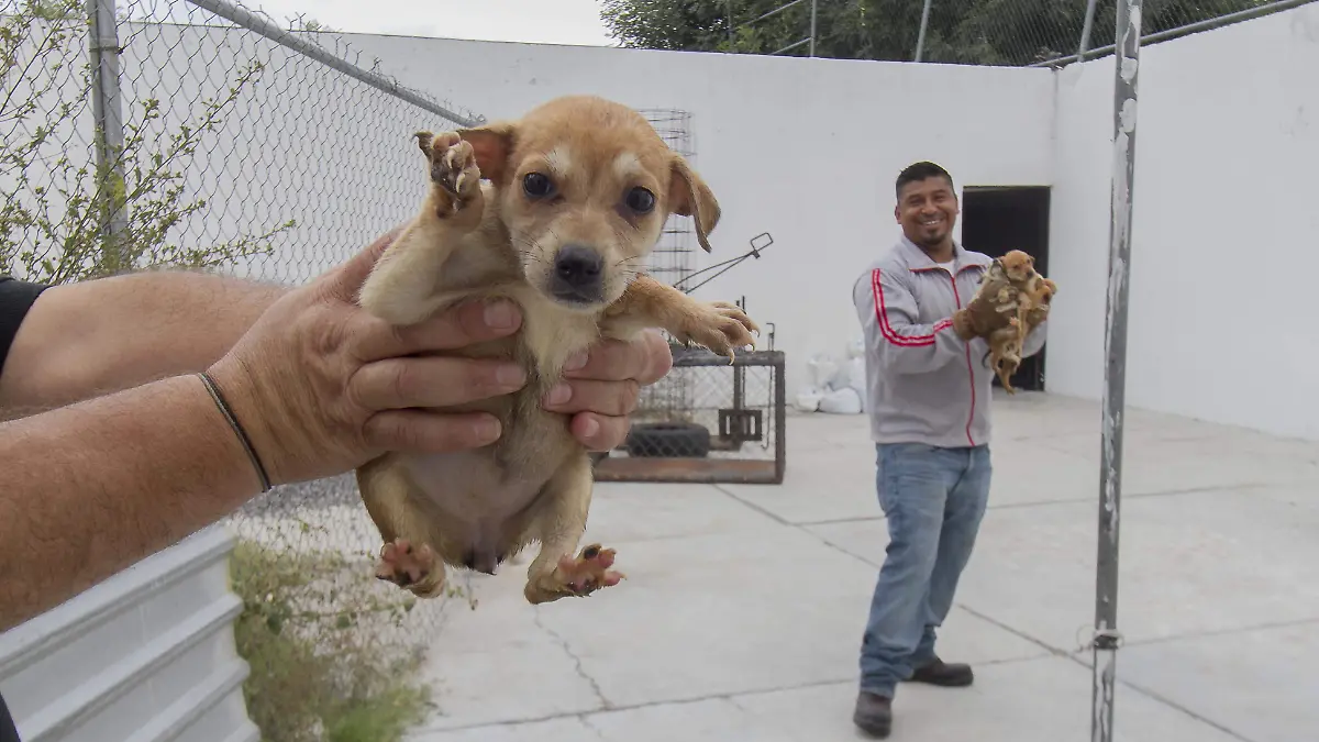Con la “patrulla ambiental” buscan sensibilizar a la población respecto a la tenencia de mascotas.  Foto César Ortiz.