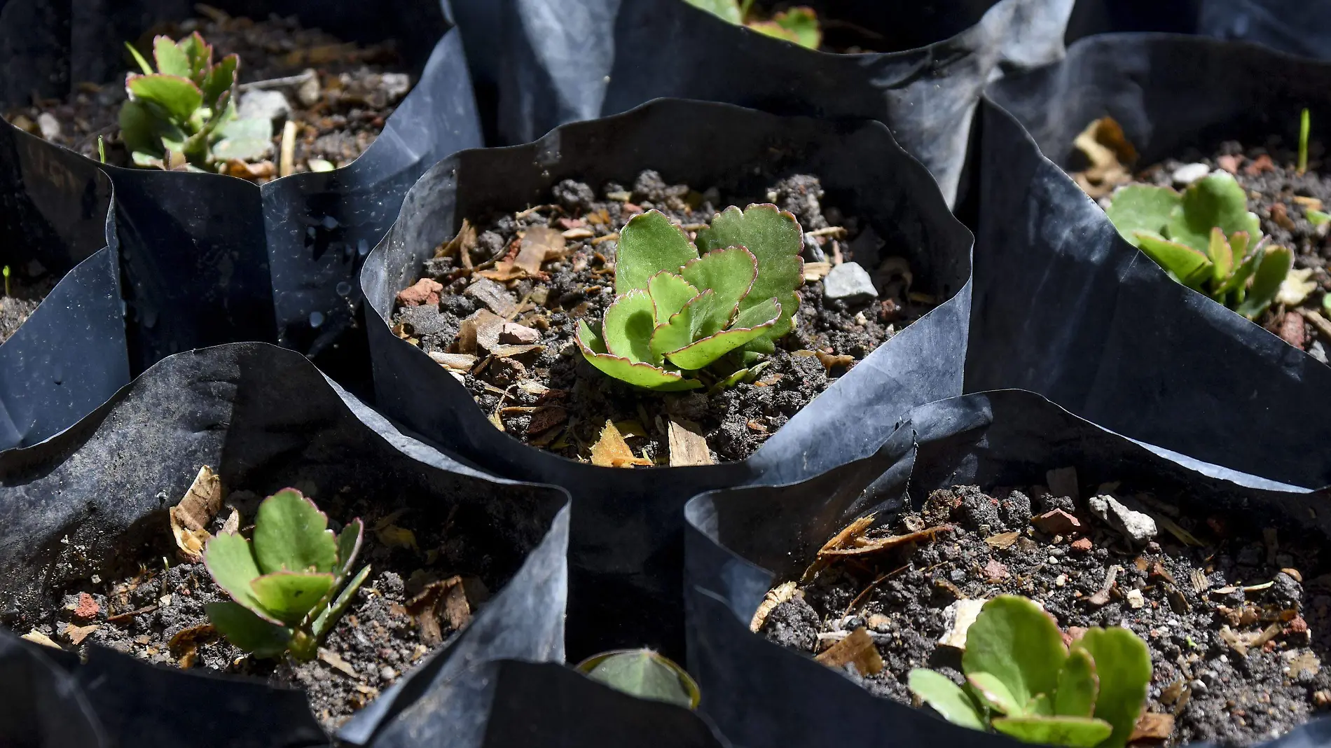 JARDINERAS