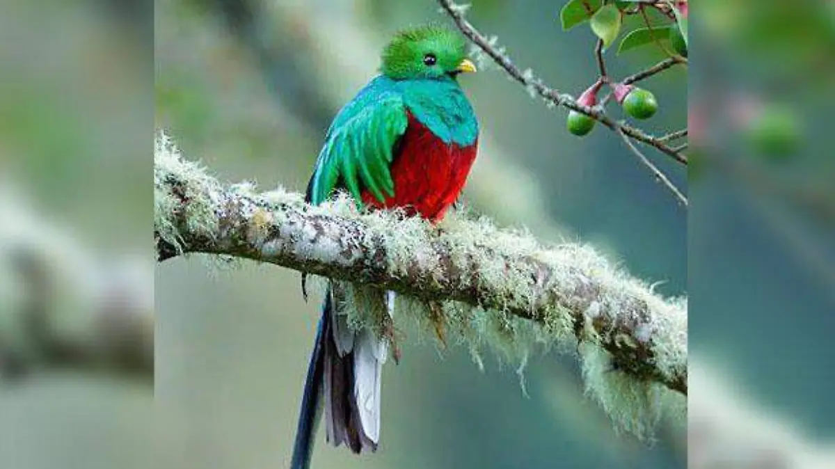 Quetzal 3