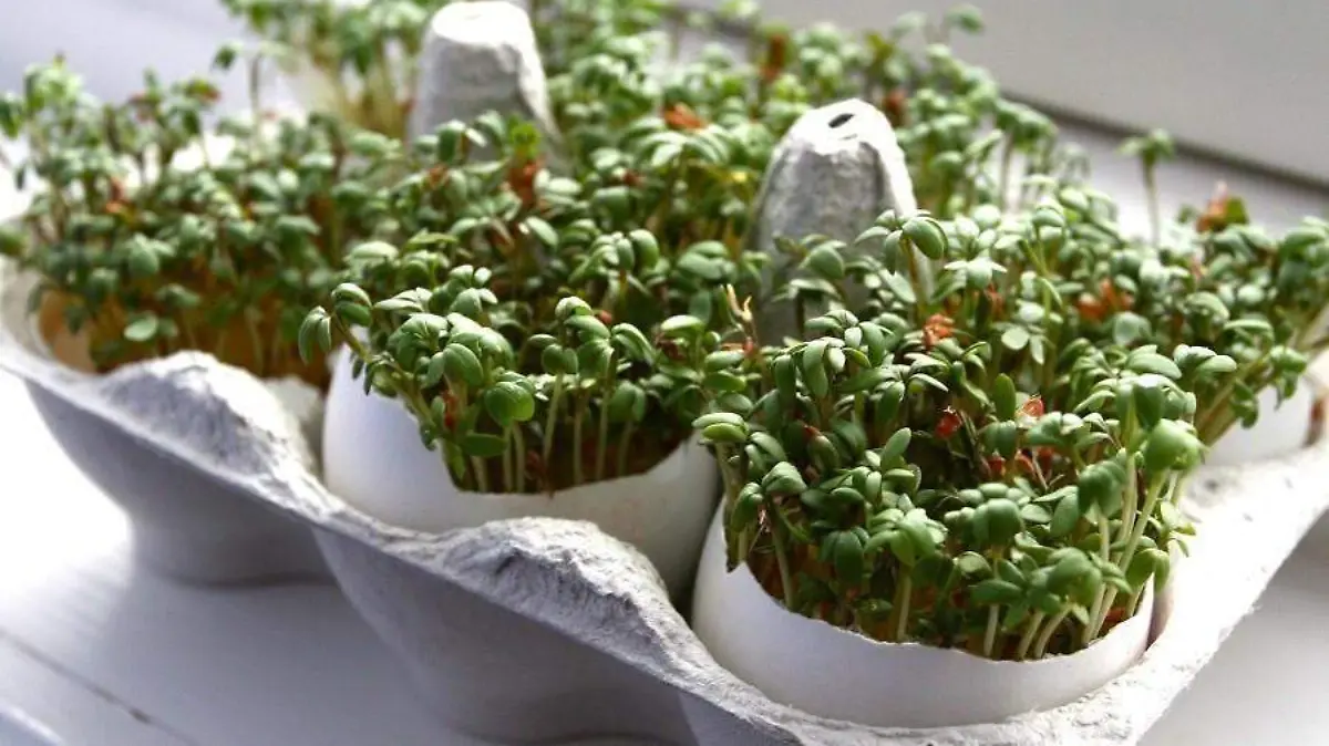 Image 2020-08-16 at 12.23.13 PM (1)