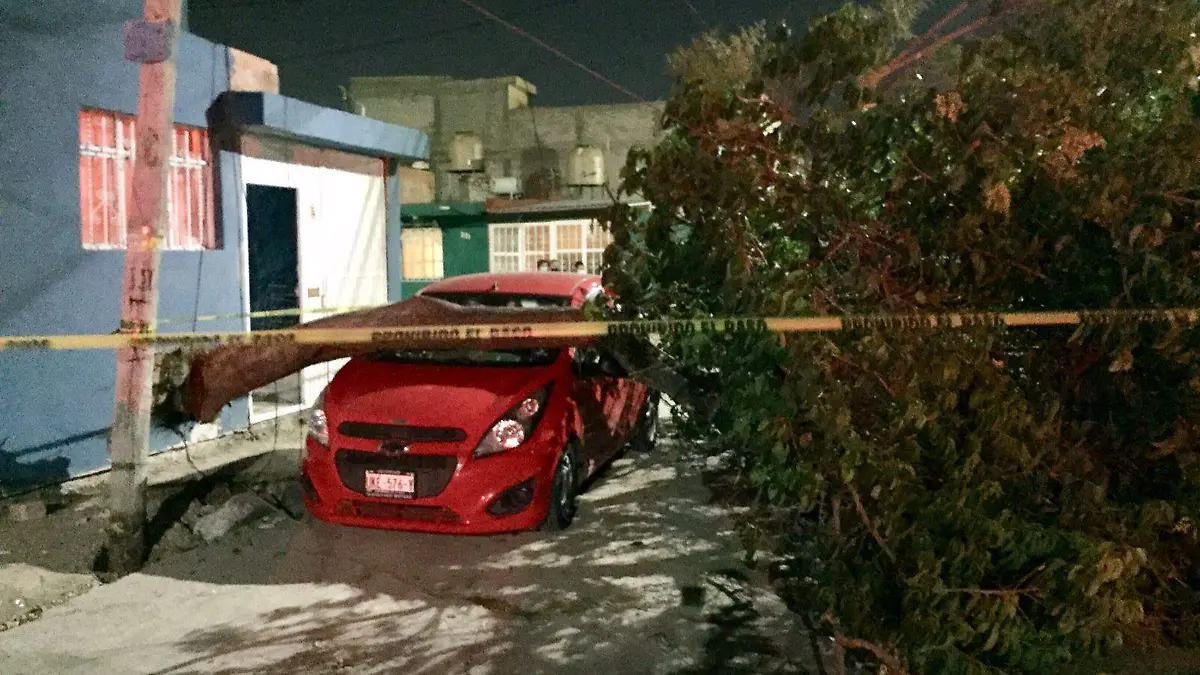 cae arbol sobre vehiculo
