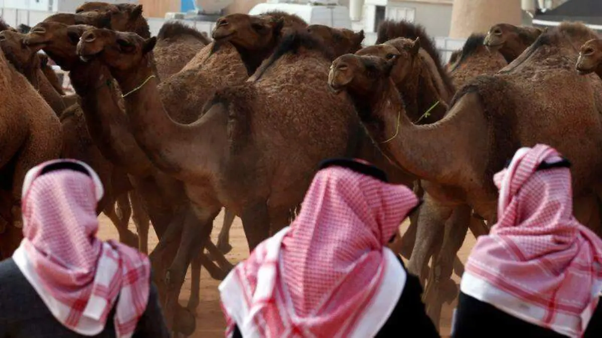 Camellos-Reuters