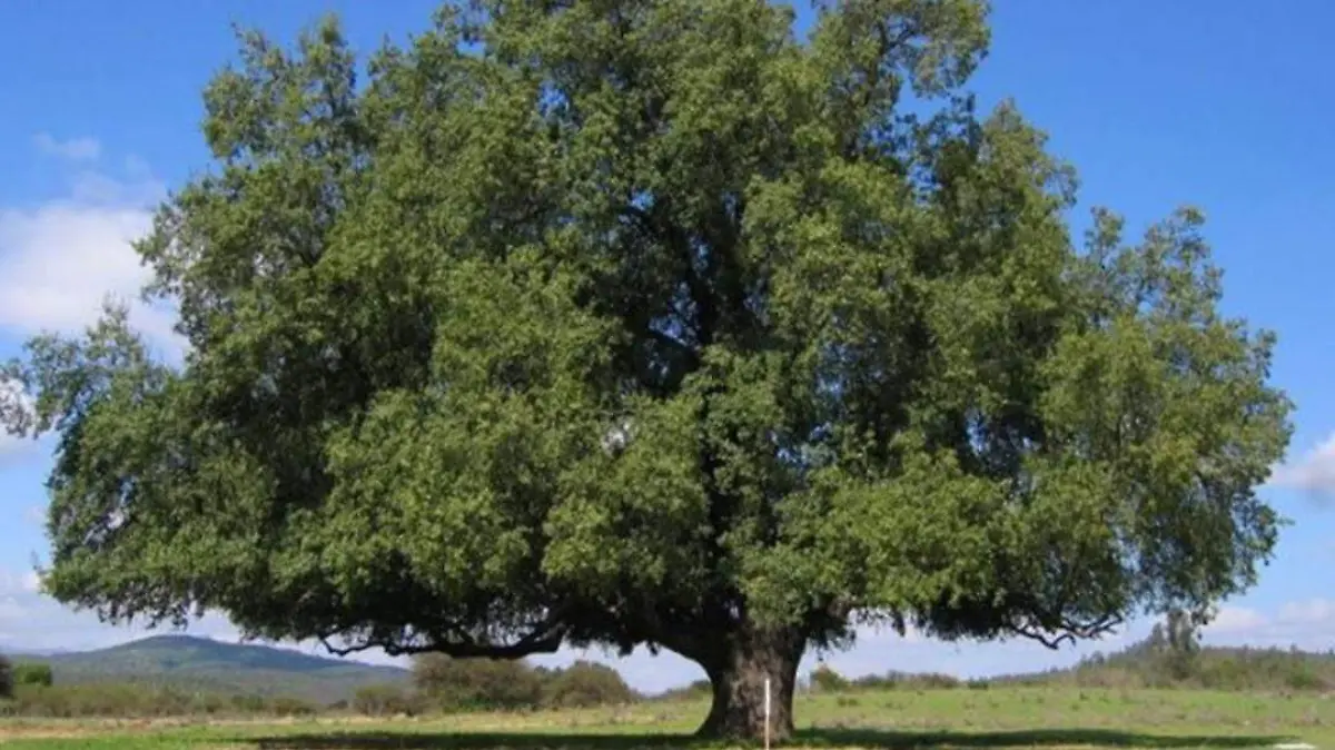el-quillay-un-arbol-endemico-de-chile