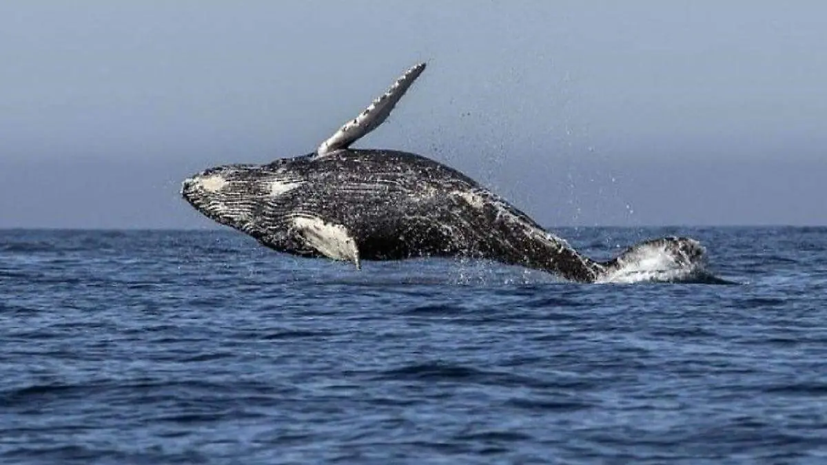 Ballena-AFP