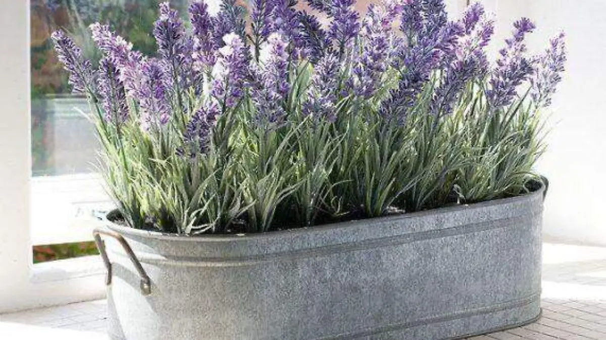 lavanda
