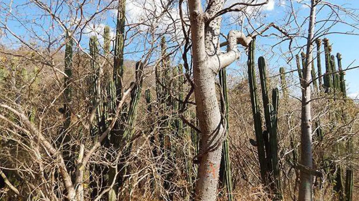 mixteca