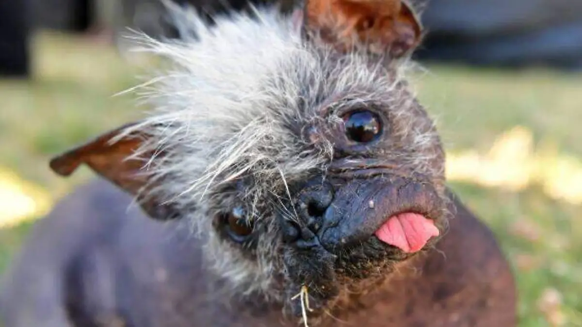 sr._rostro_feliz_2_0