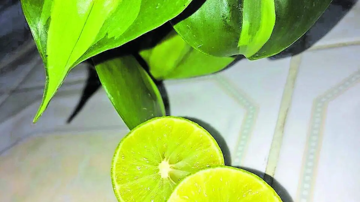 mascarillas (4)_CMYK