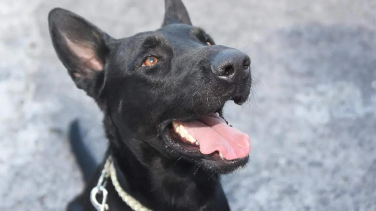 WhatsApp Image 2020-05-24 at 1.40.10 PM