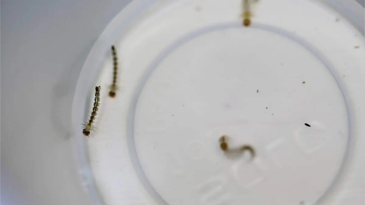 dengue
