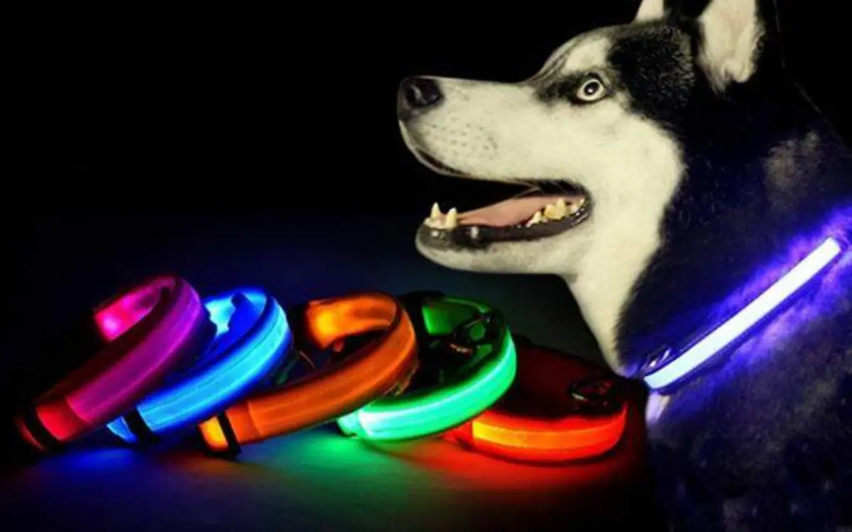 Collar Led para perro