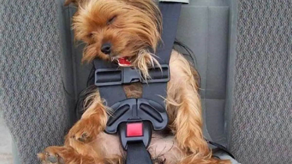 pet-seat-belt