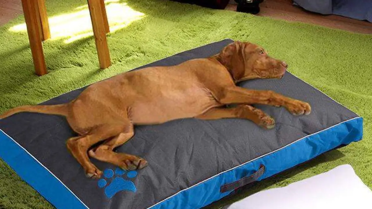 cama-de-perro-de-verano