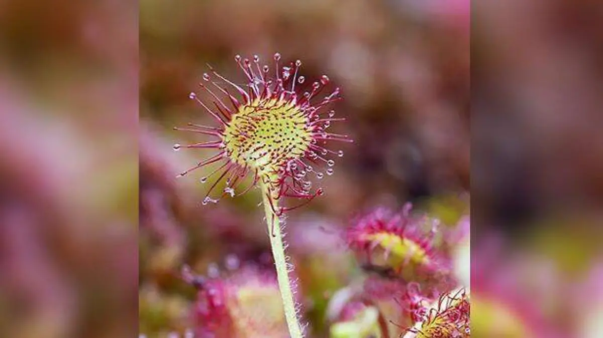 Drosera