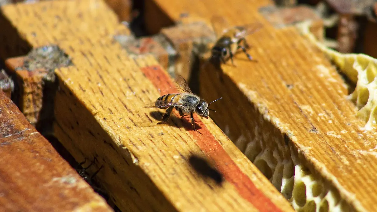 LA MIRADA_LOS RESCATABEJAS_SILVIA TOVAR COLABORADORA 9