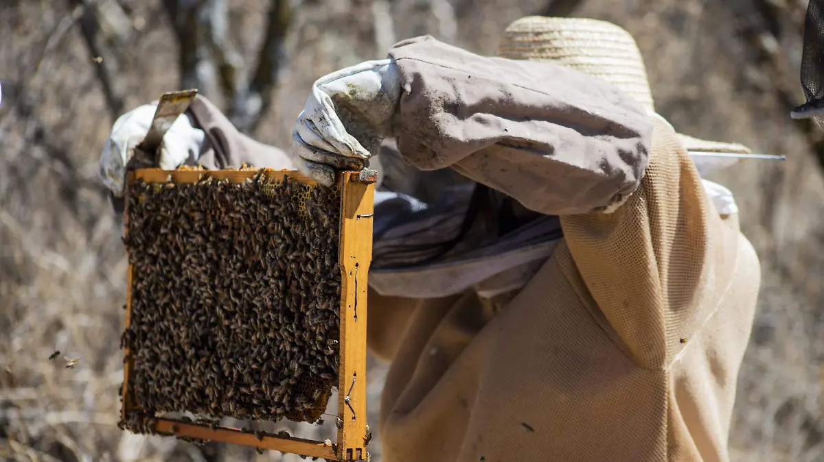 LA MIRADA_LOS RESCATABEJAS_SILVIA TOVAR COLABORADORA