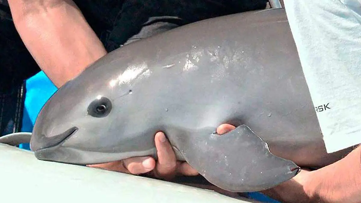 vaquita marina1