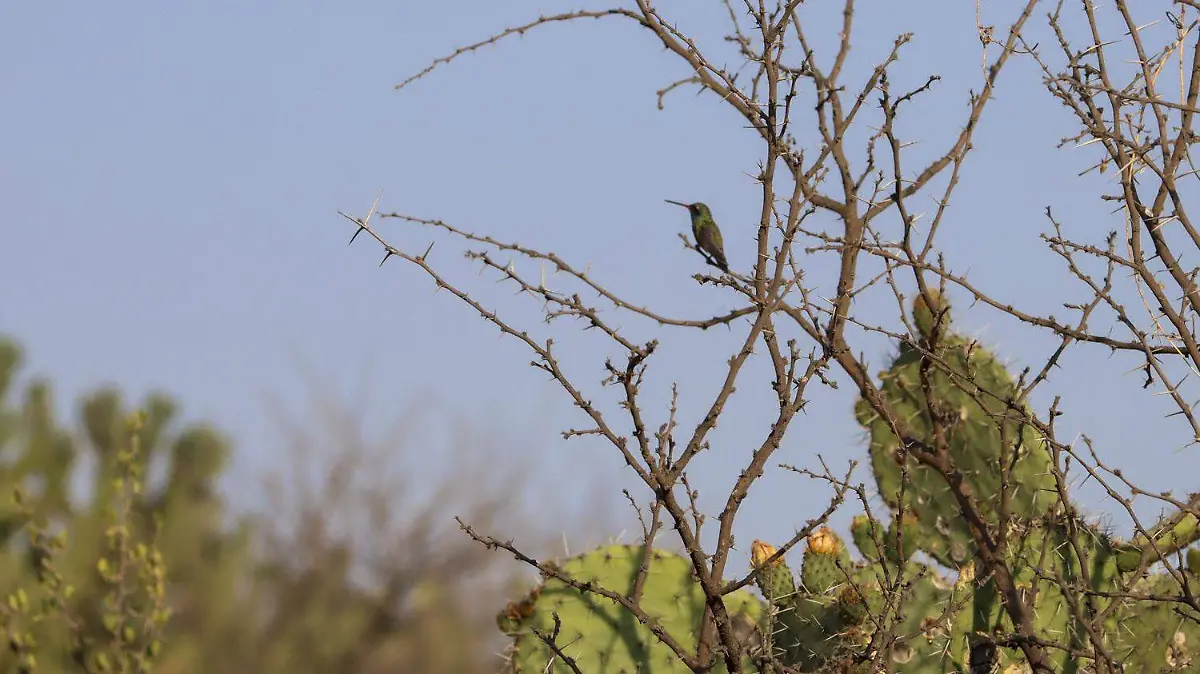 250501_AVISTAMIENTO AVES_HA_14
