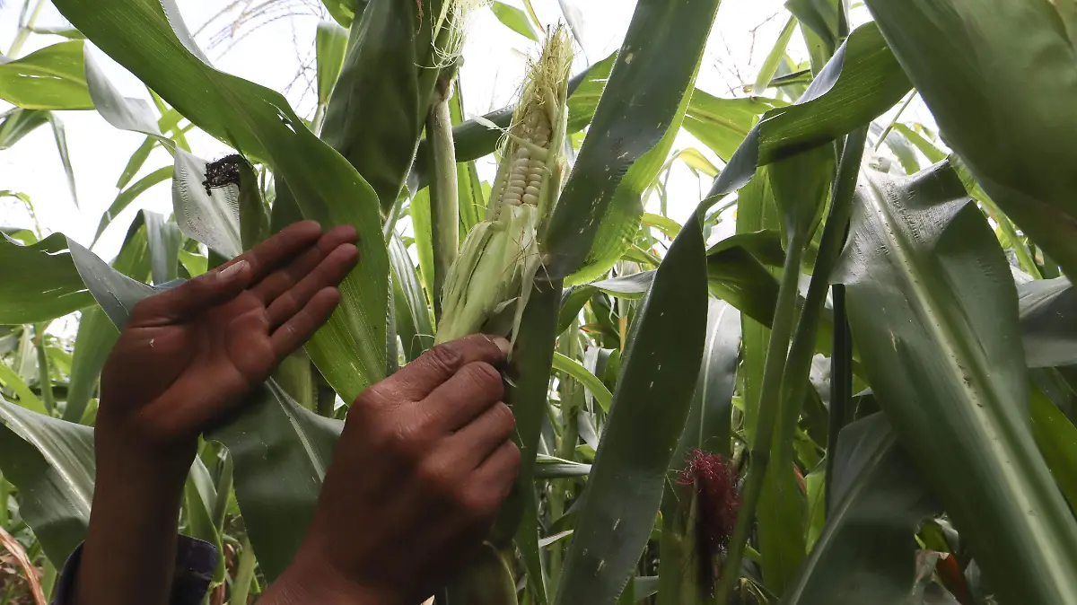 240820_CAMPO MAIZ LLUVIA_HA_12